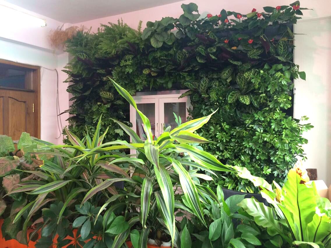 室內植物養護-肇慶綠化公司